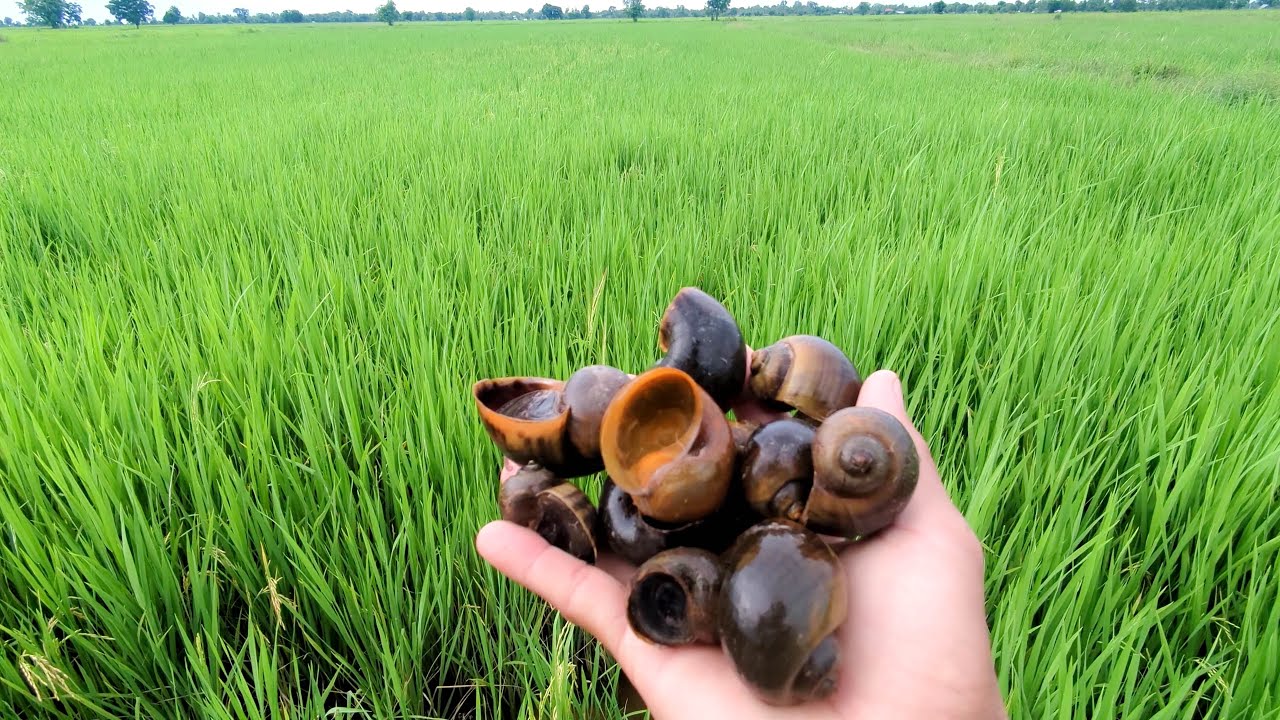 There are a lots snails on canal that so happy to pick