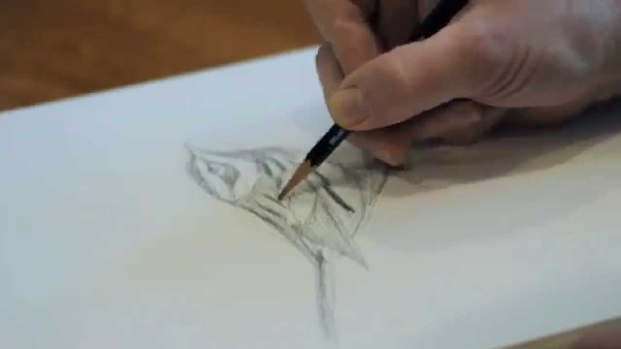 David Allen Sibley sketches a Townsend's Warbler
