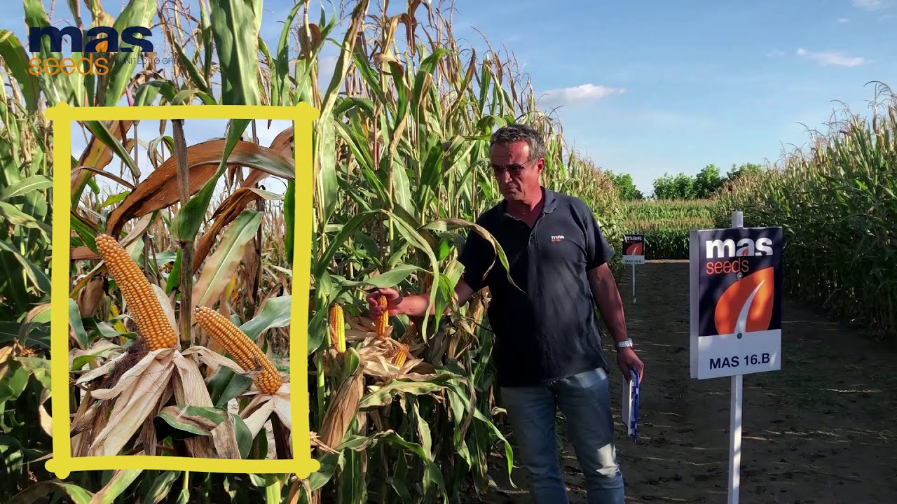 MAS 16 B: IL MAIS PRECOCISSIMO DA INSILATO E GRANELLA