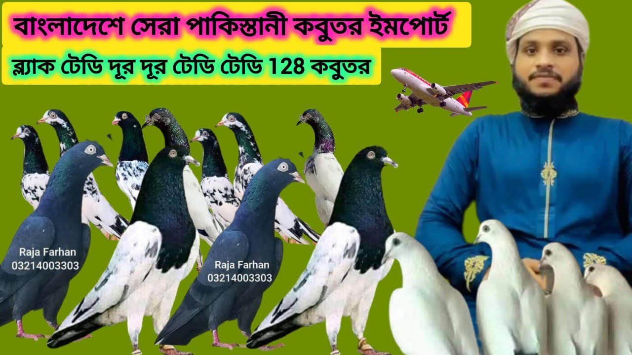 বাংলাদেশে সেরা পাকিস্তানী কবুতর ইমপোর্ট | ব্ল্যাক টেডি দূর দূর টেডি টেডি 128 কবুতর #durdur#teddy