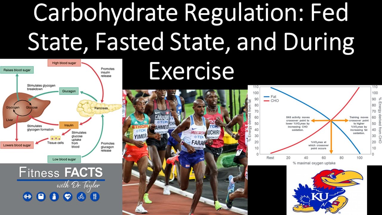 Carbohydrate Regulation: Fed State, Fasted State, and During Exercise