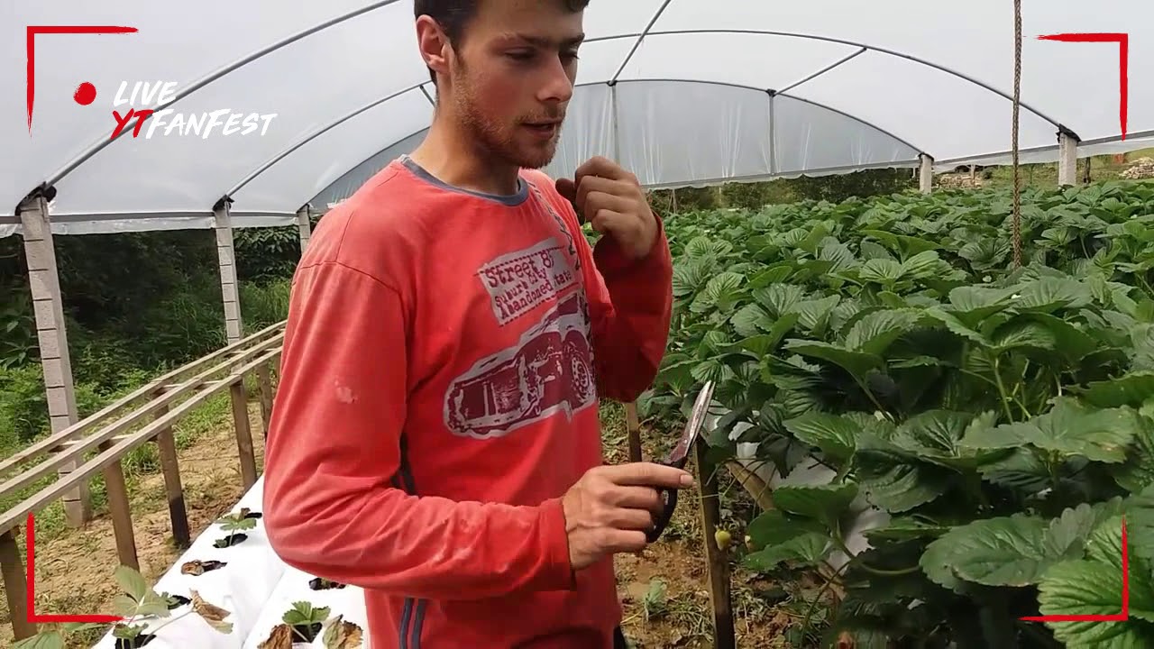 Como fazer a primeira limpeza no morangueiro