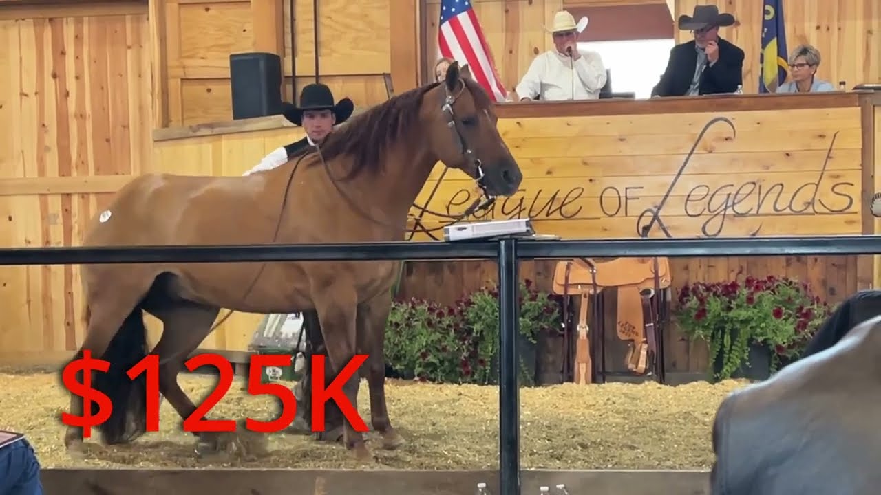 ДОРОГИЙ АУКЦИОН ЛОШАДЕЙ ~ Они стоят столько же, сколько дом!