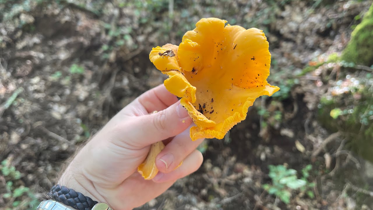 Rebozuelo, el cantharellus que más conocemos!!