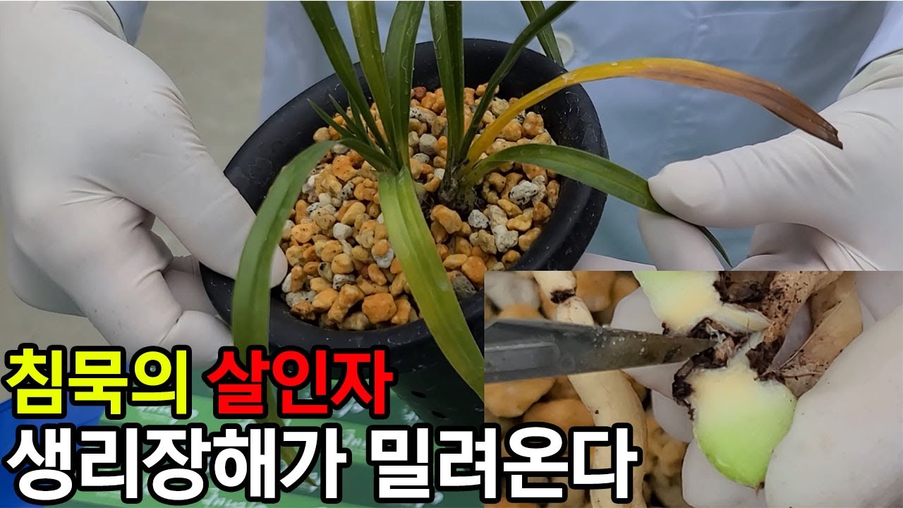 212편 200만원이 하늘로! 명장도 별 수 없네ㅠㅠ [춘란,풍란,약초,명장,다육,난초,주식,재테크 청년 창업,귀농, 실버]