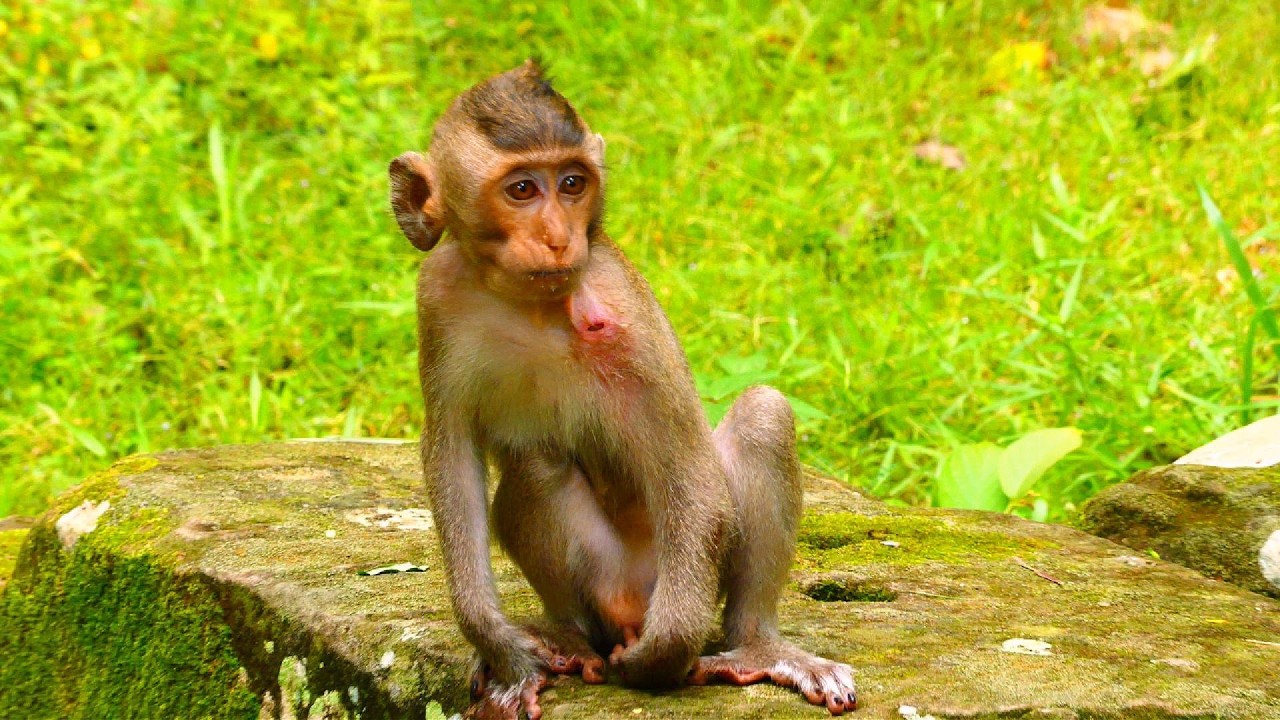 Baby .Briar. barely able to eat...SO CUTE MONKEY...!