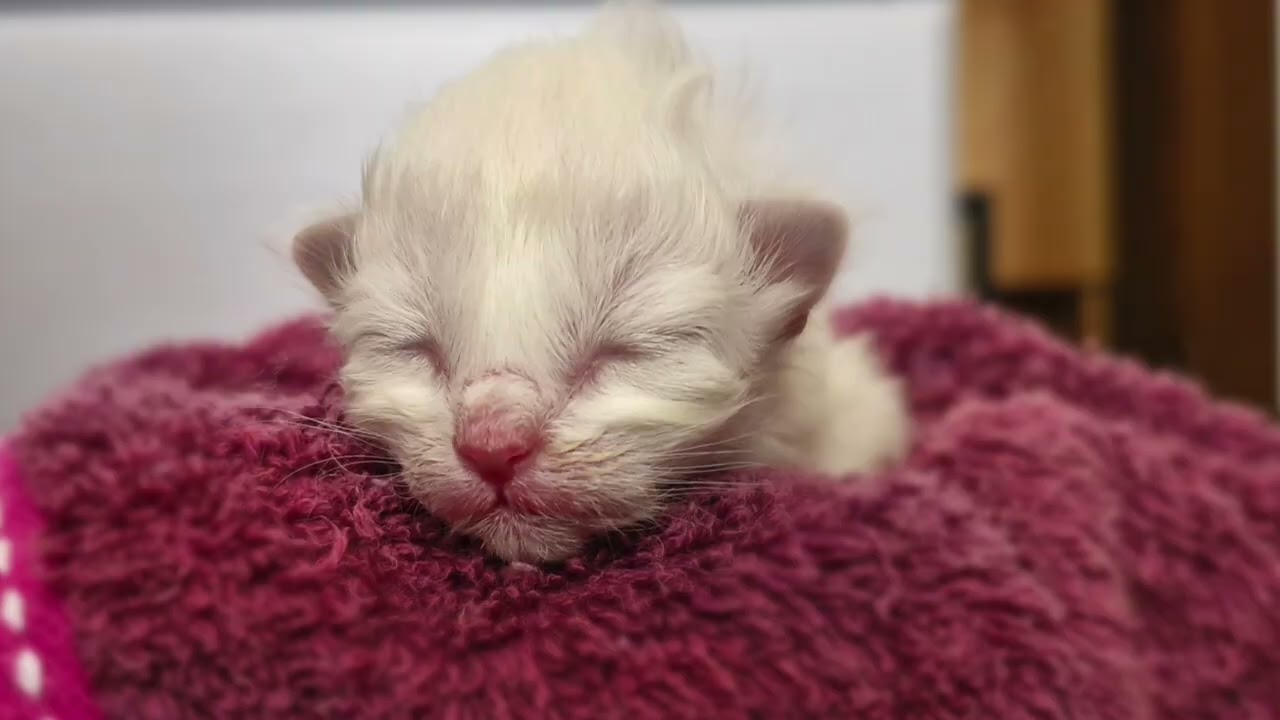 Ragdoll Newborns: Day 1-14