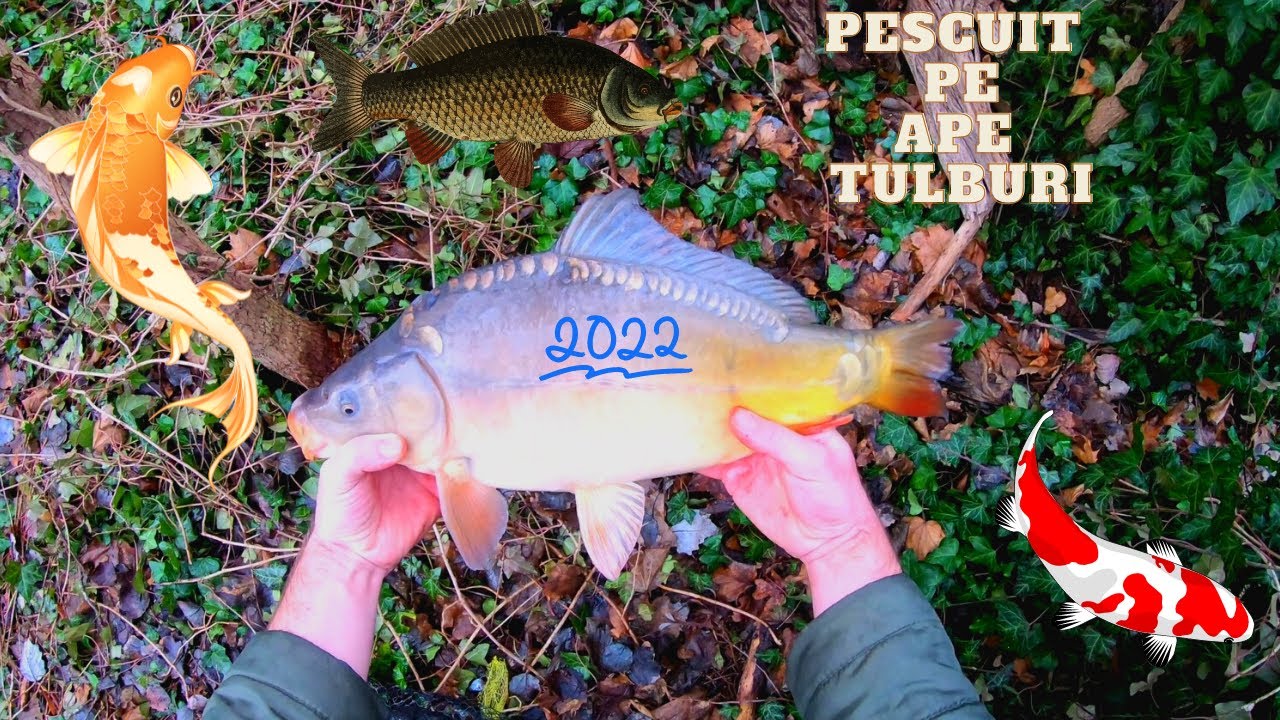 Pescuit la Feeder 3 Ianuarie 2022 ! Cum să prinzi CRAP la R&Acirc;MĂ pe Apă TULBURE ! #2022 #pescuit #crap