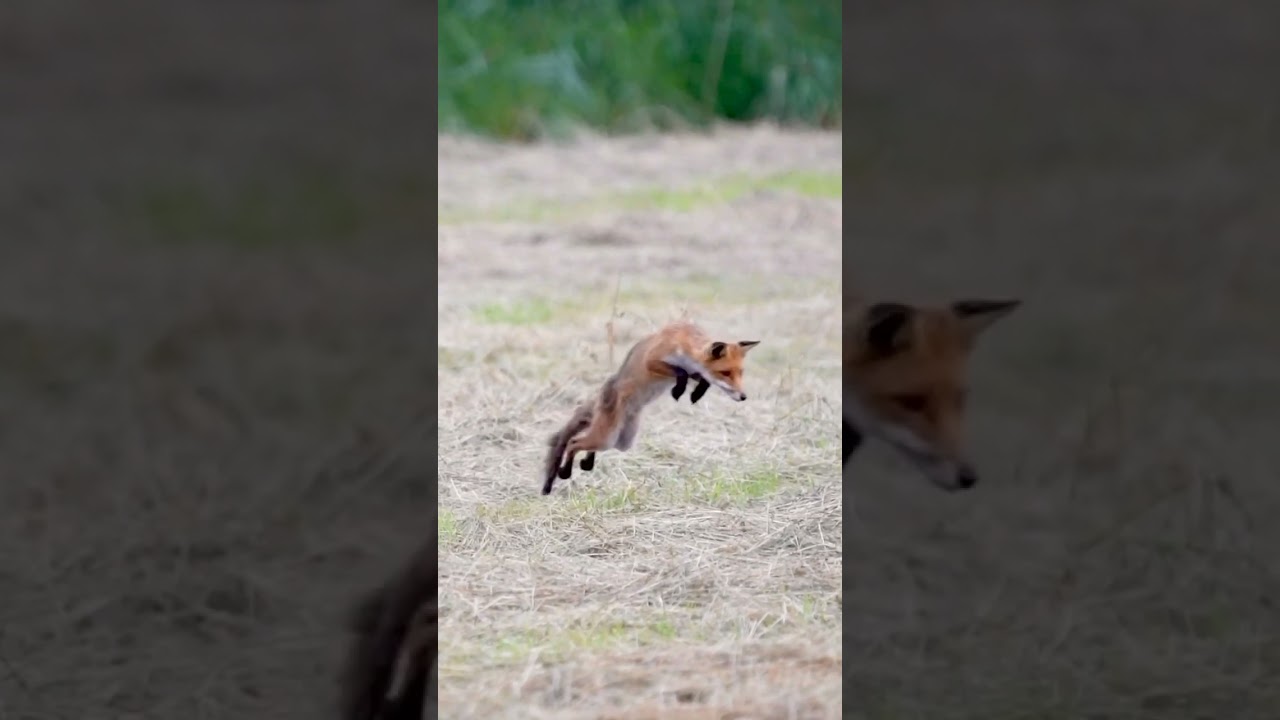 Fuchs M&auml;usesprung #fuchs #fox #foxnews #wildlife #nature #shorts #shortsfeed #naturelovers  #wild