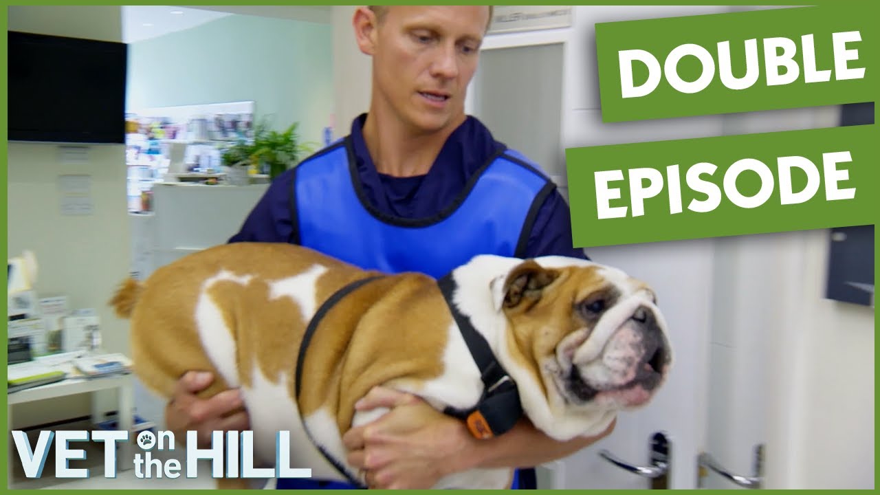 Vet Doesn't Give Up On Rescue Bulldog | Vet On The Hill