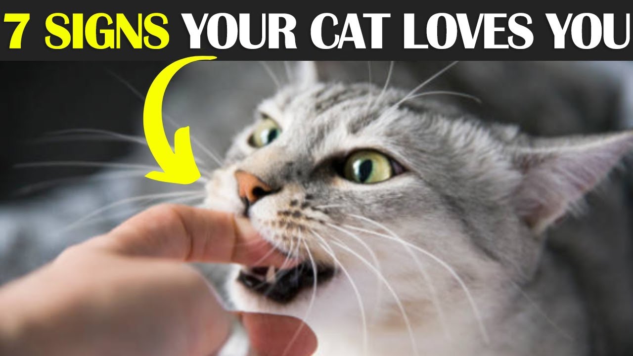 7 Signs Your CAT LOVES YOU