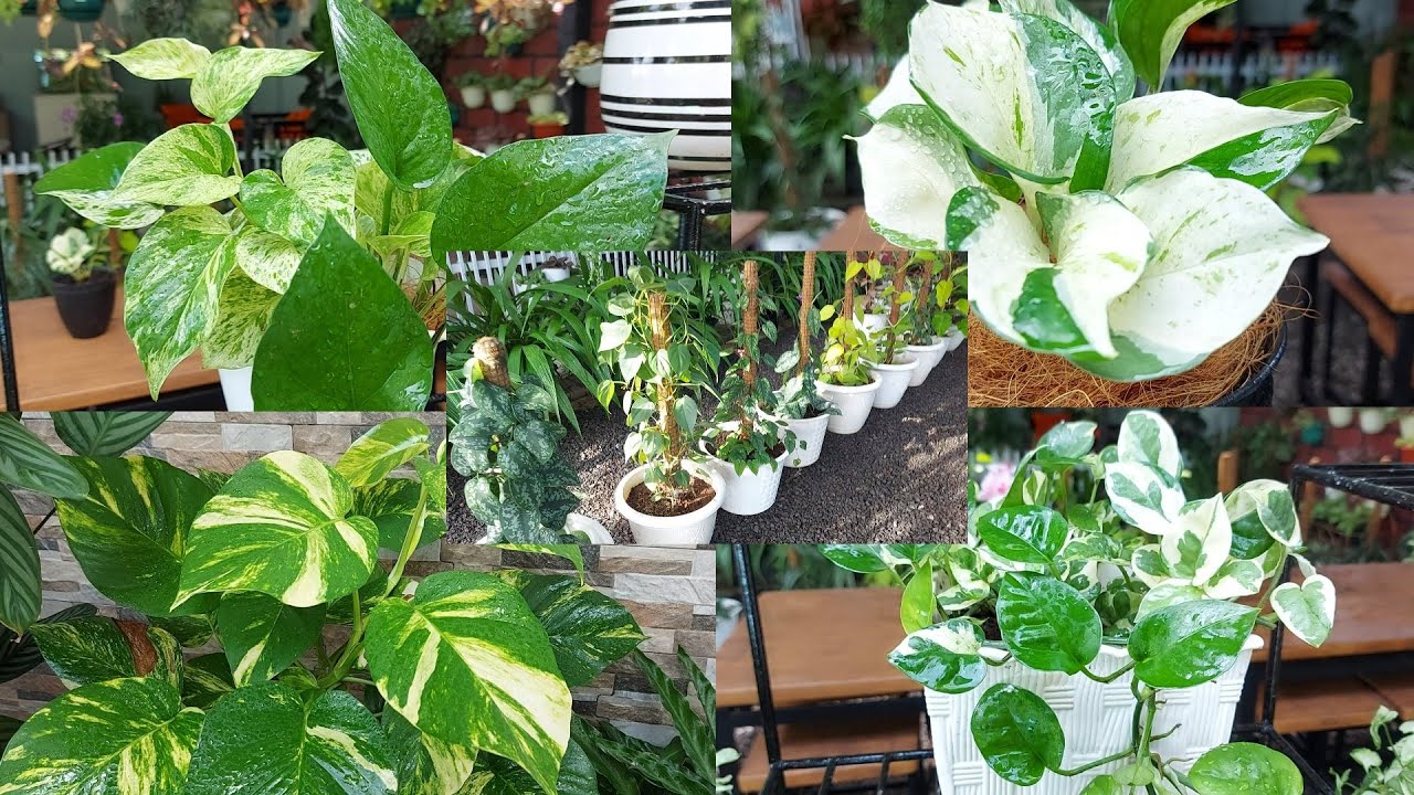 11 tanaman sirih dan klasifikasinya | photos | philodendron | scindapsus | cissus