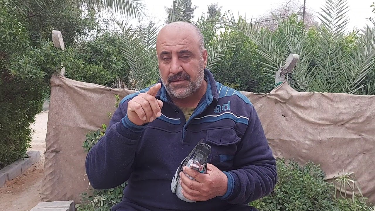 ياالله  اليوم شرح مفصل عن حمام جانسن استوكات مزرعة عدنان وتفريخ المزرعة   /رقم / ٤  ٠٧٧١٣٣٥٣١٣٤