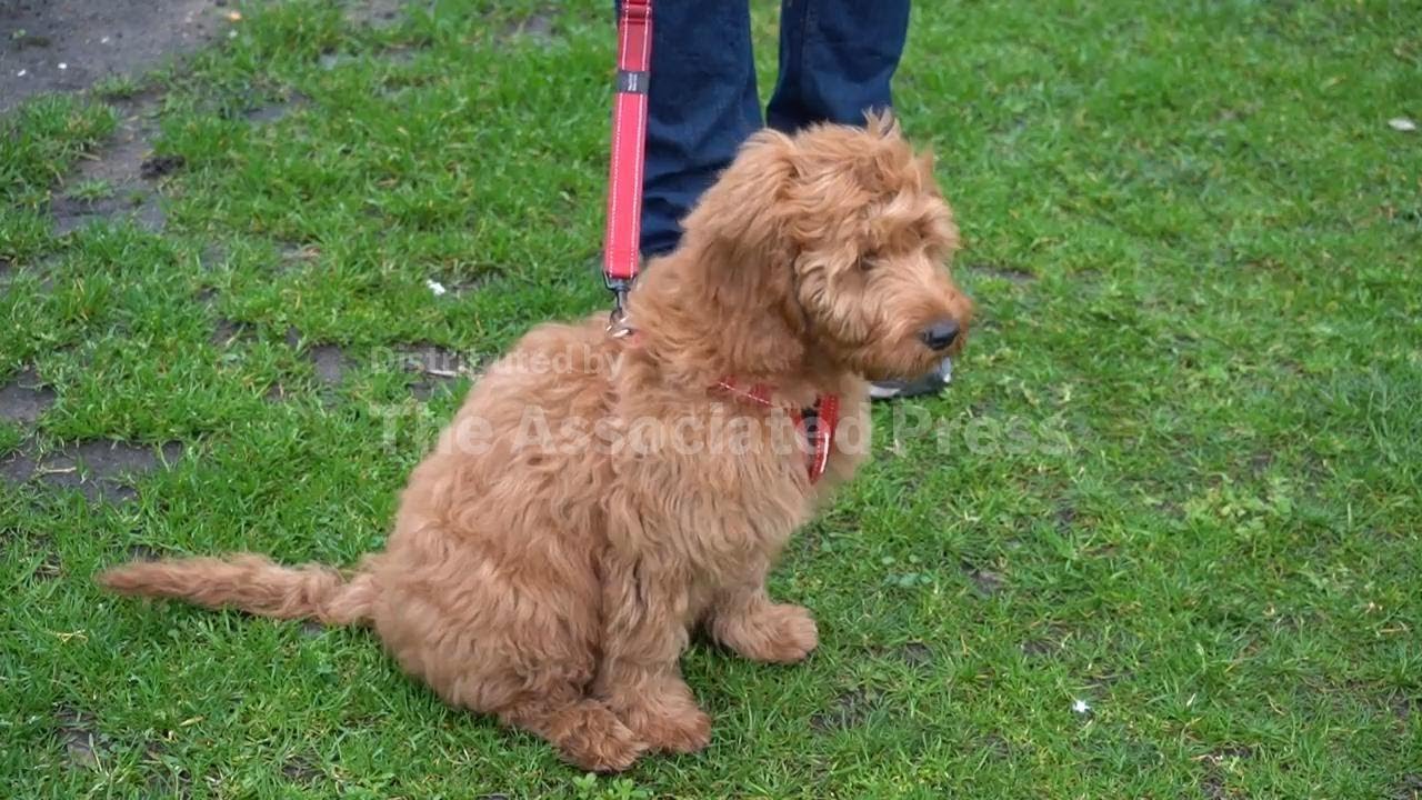Yappy Valentine's Day: loved up gifts for your pets
