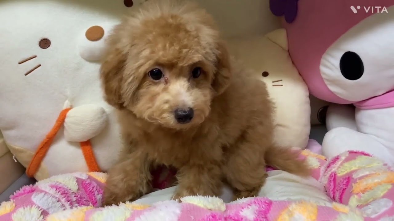 9月14日生プードルの男の子