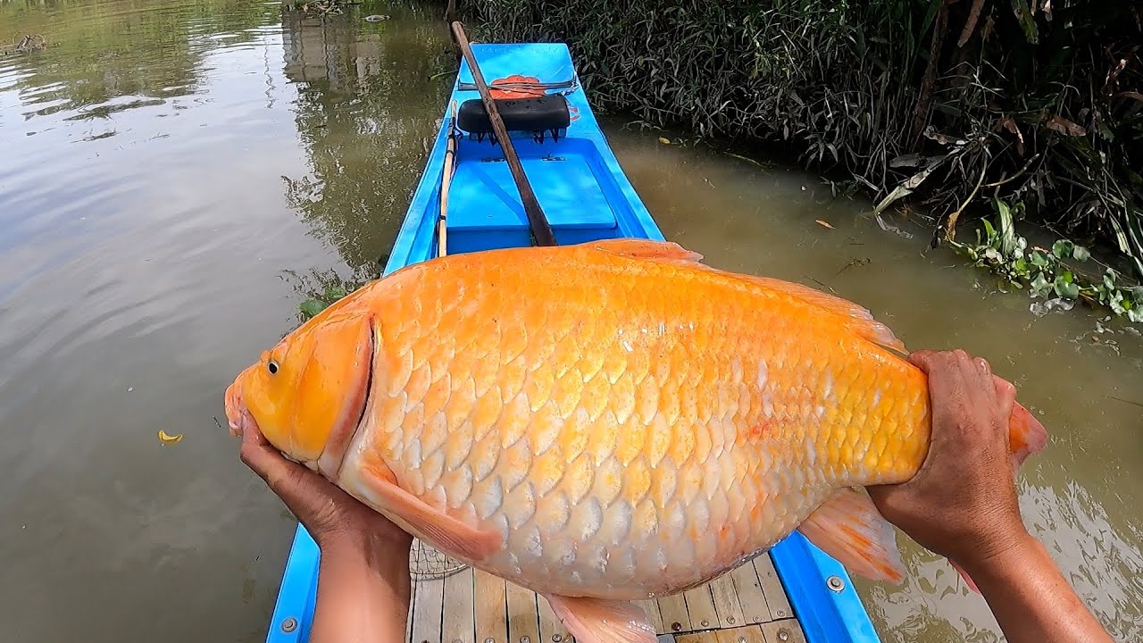 Bủn Rủn Tay Chân Đụng Thủy Quái Nổi Lên Bằng Cái Gối Ôm | Kích Cá Miền Tây | Catch Fish