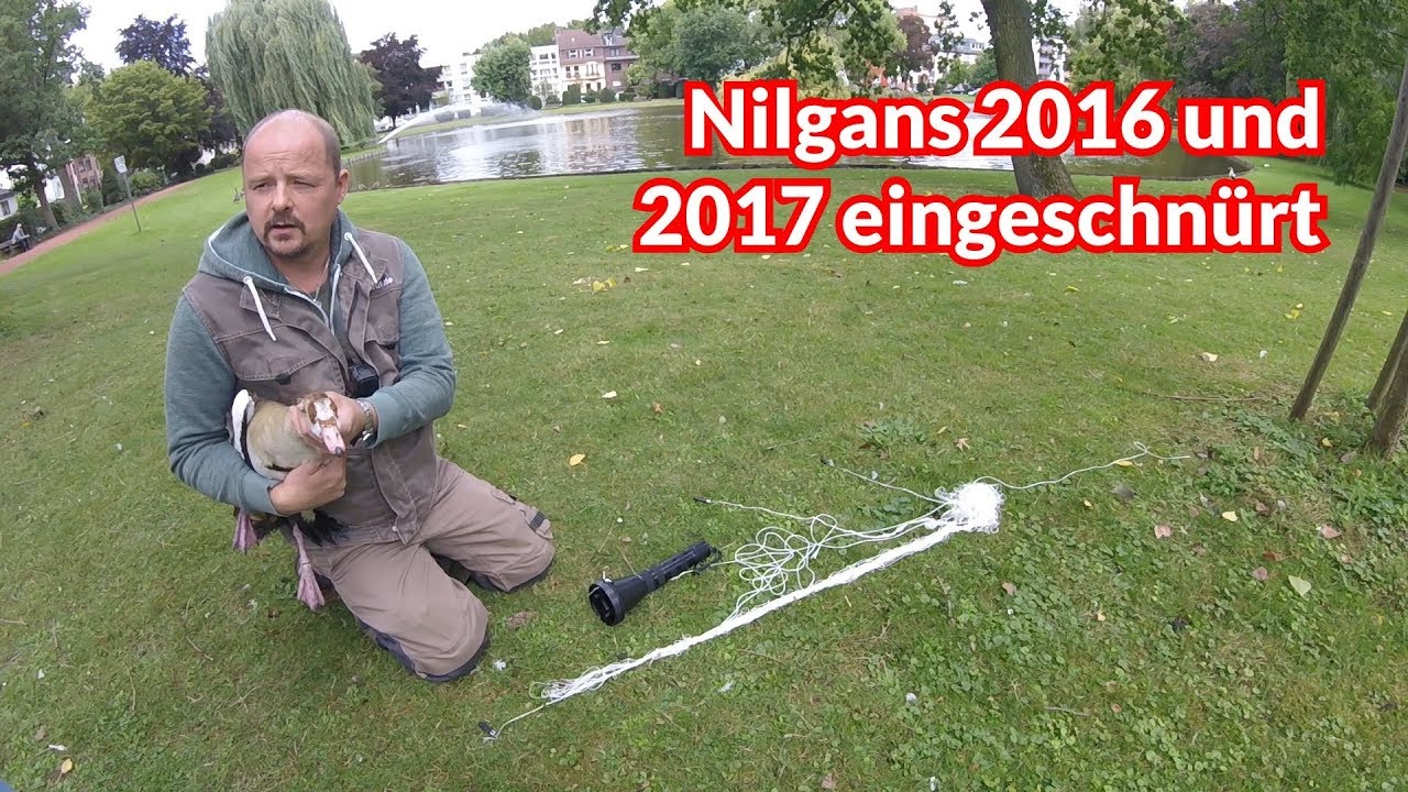 Nilgans 2016 und 2017 eingeschn&uuml;rt - Tiernotruf #116