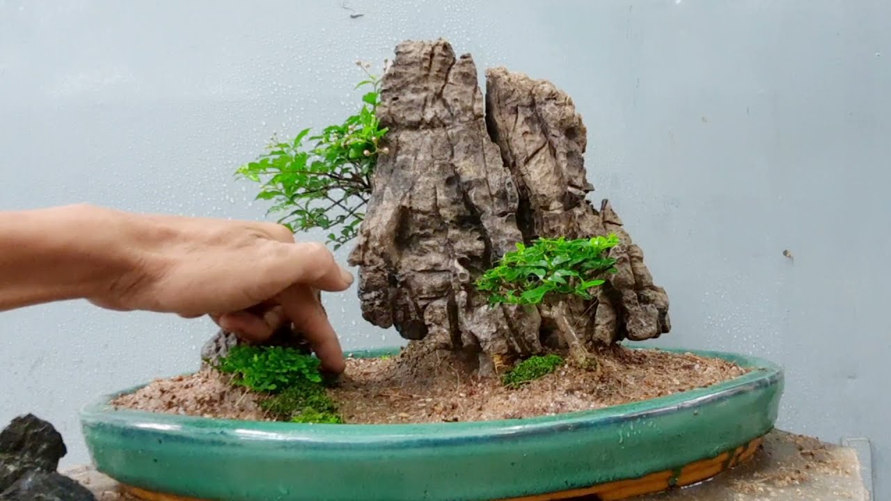 MỘT CÁCH ĐỂ BẠN LÀM RA TIỂU CẢNH ĐẸP ĐƠN GIẢN NHẤT/BONSAI MINI