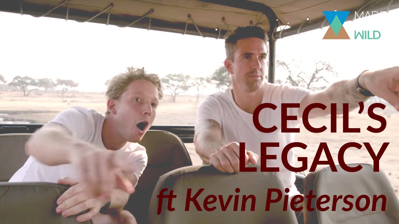 Tracing Cecil the Lion's Pride - featuring Kevin Pietersen | Cecil's Legacy (Ep. 11)