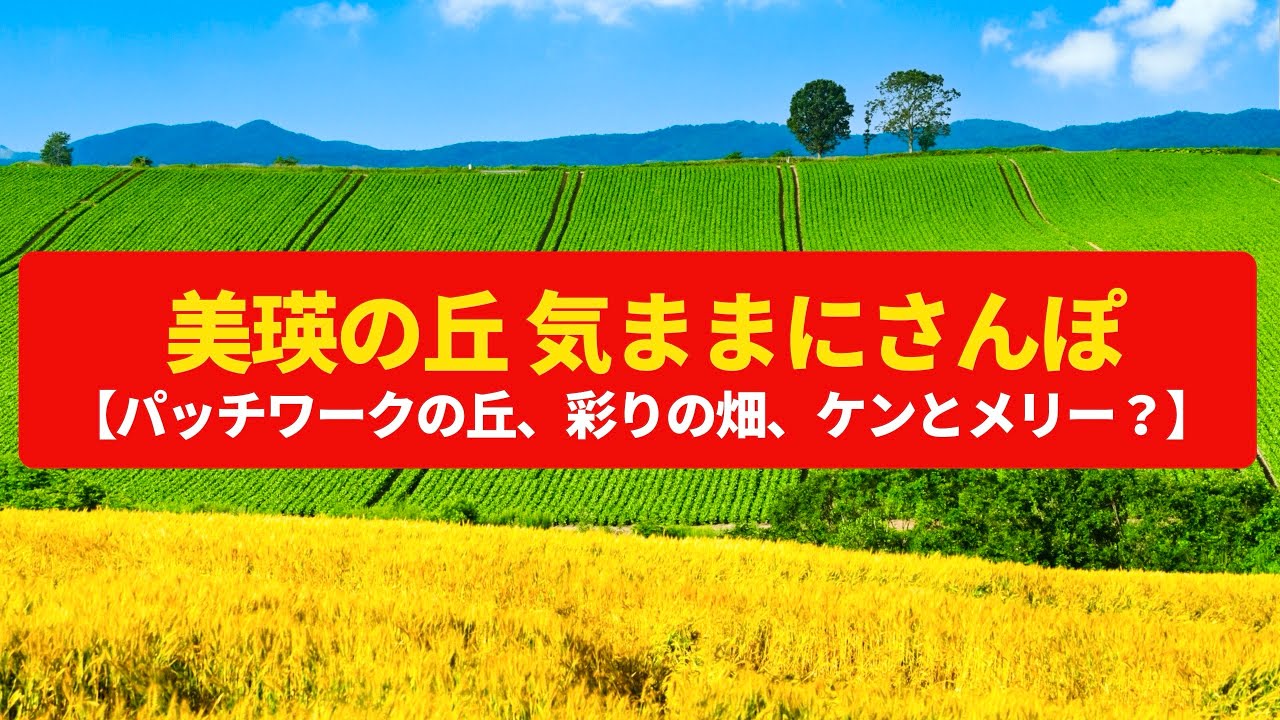 【気ままにさんぽ】美瑛の丘  パッチワークの丘、畑の彩り〈マイルドセブンの丘、親子の木〉Walk around Biei Hills,HOKKAIDO JAPAN