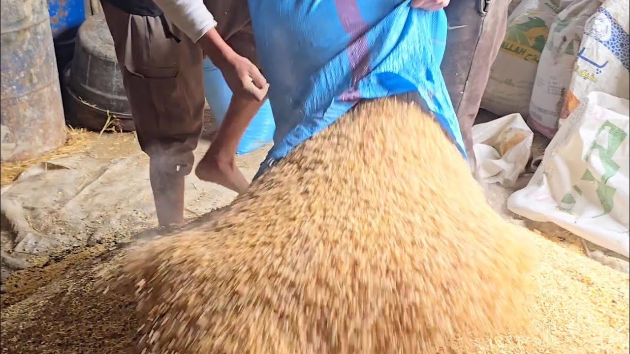 خلطة علفية متوازنة وفعالة لتسمين الخرفان...