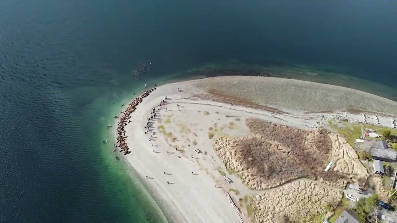 Deep Bay Sea Lions