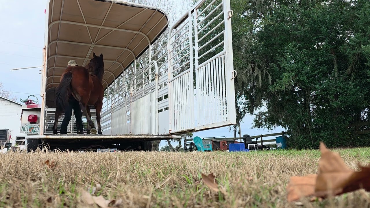 Second unloading.. loud planes, noisy folks and dogs, active environments make quiet equine citizens