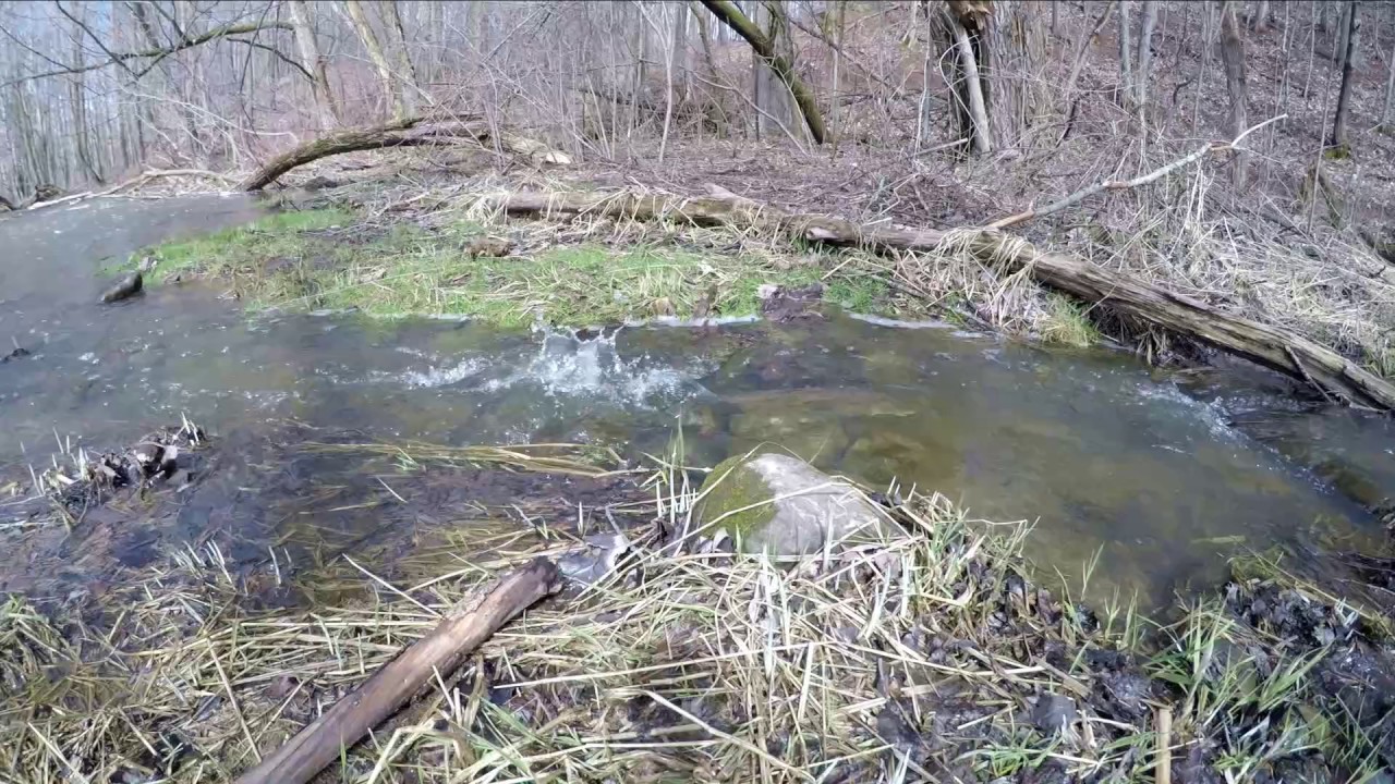 Spring spawning run of White suckers and Northern pike