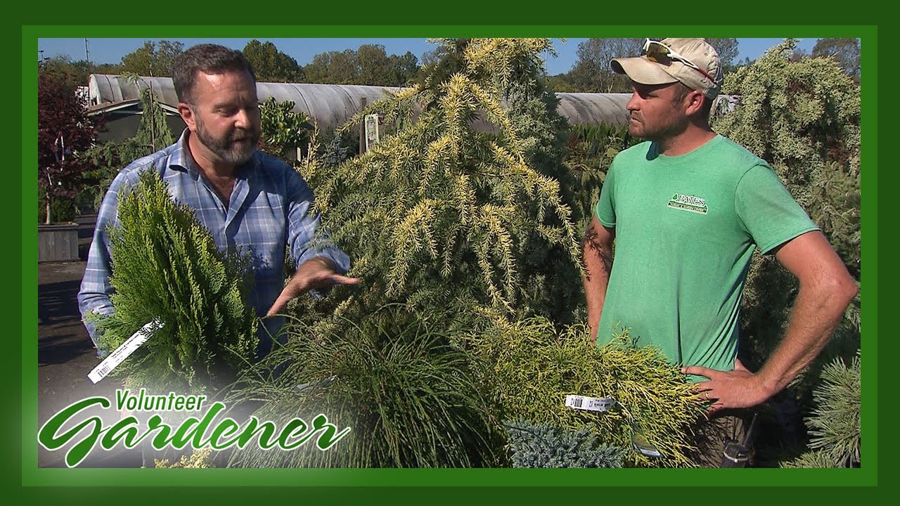 Выставка хвойных растений | Садовник-волонтер