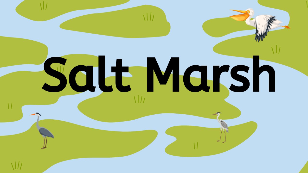 Salt Marsh