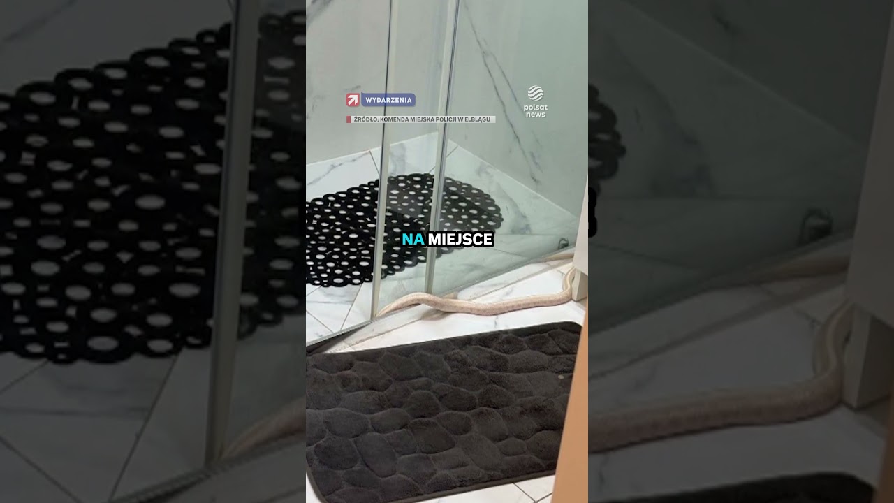 Wąż wyszedł z odpływu? Szok w łazience w Elblągu