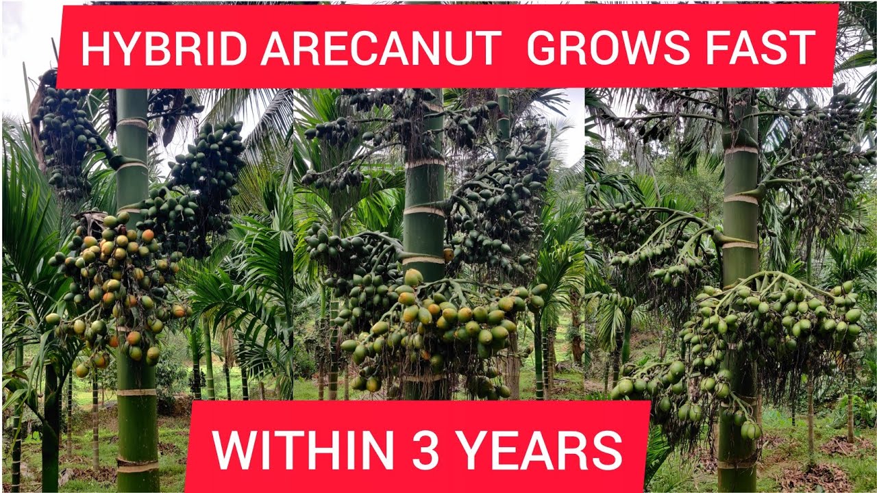 Hybrid Arecanut Farming  (Betel nut) 2021  #hybridarecanut #betelnut #arecanutfarming