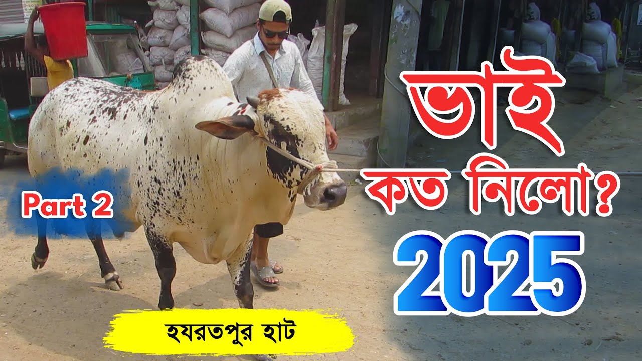 Бхаи Кото Нило 2025 | Рынок крупного рогатого скота в Хозротпуре | Цена на корову в Курбани в 202...