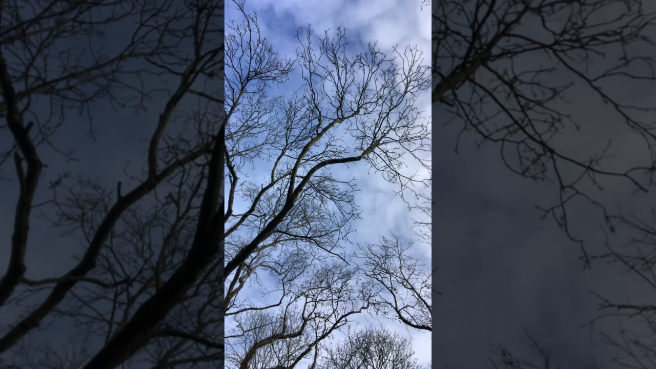 Calm in the Woods, Sounds of Nature 1