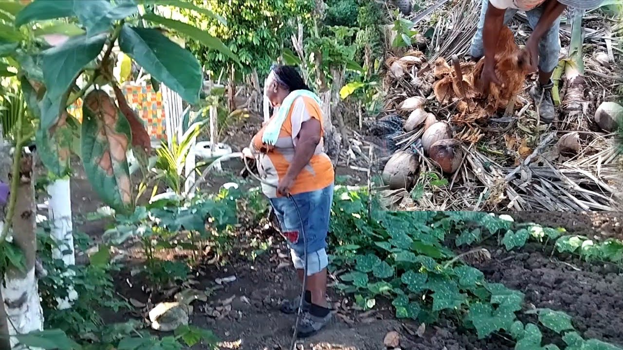 Back on farmerman farm again watering the catch crop and get some dry coconut 