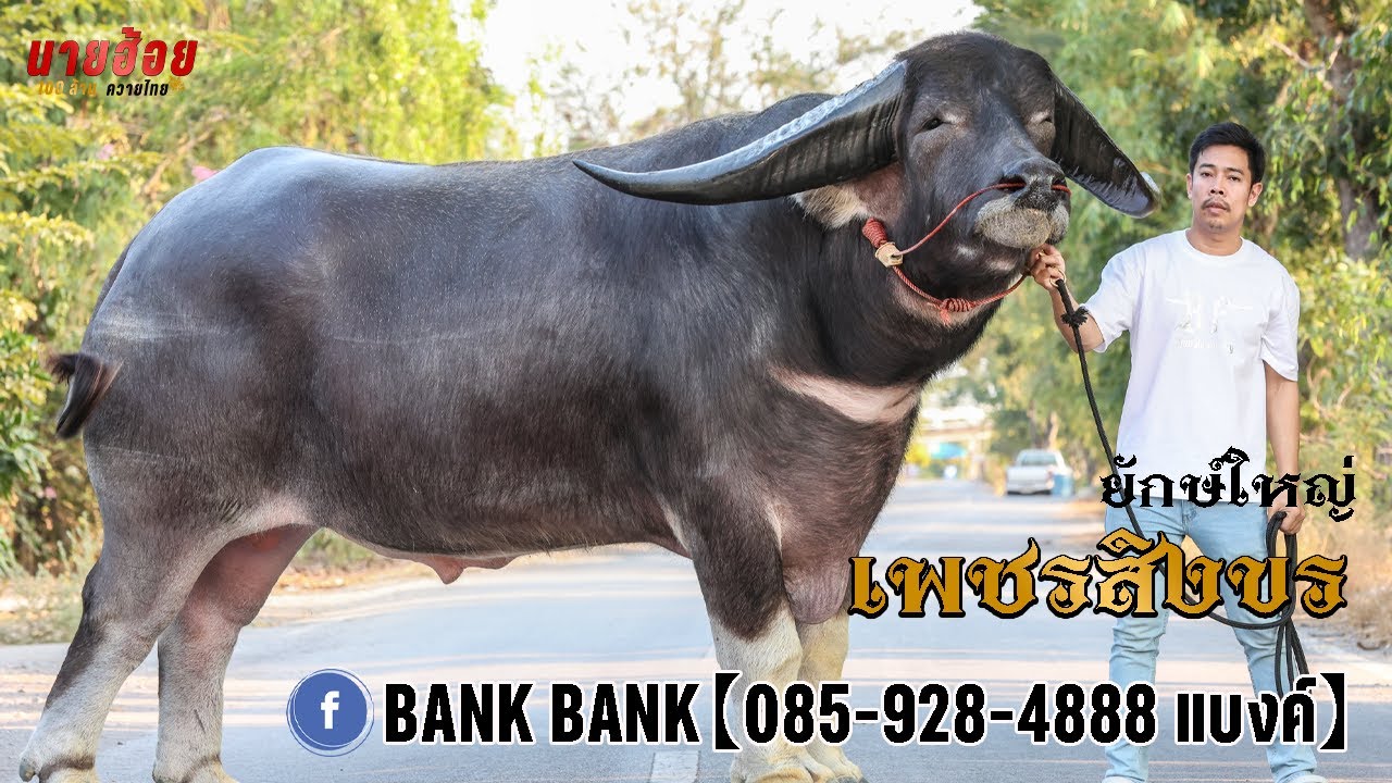 เพชรสิงขร อัปเดต กพ.69 ใหญ่ขึ้นเยอะมาก ในอายุ4ปี2เดือน สูง 178 ซม. และลูกตัวเมียสวยมาก สูงยาวมาเลย
