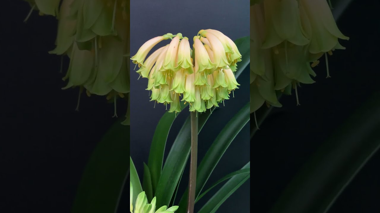 Rare Clivia Ngome Jade Blush – Incredible Green Hue & Bloom Count! 🌿
