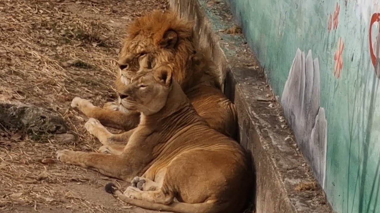 늘 함께 해요 #사자부부 #lion #라온과후추 #달성공원 