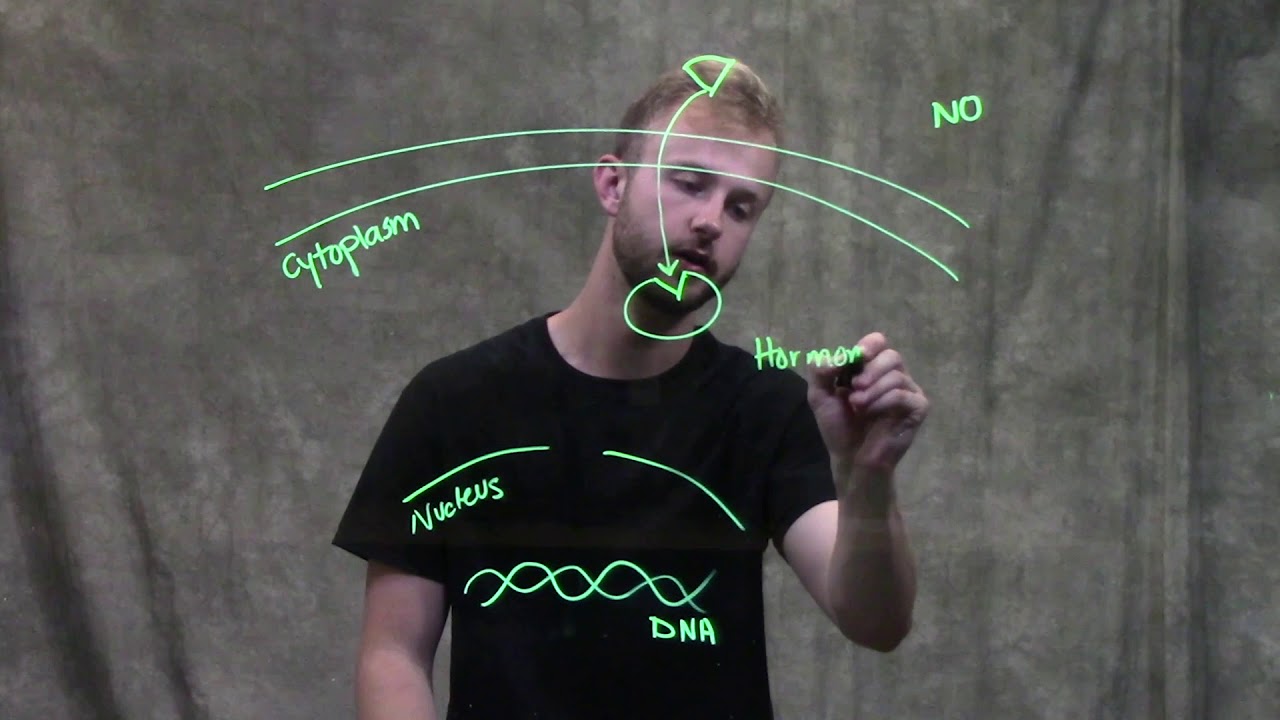 Intracellular Receptors