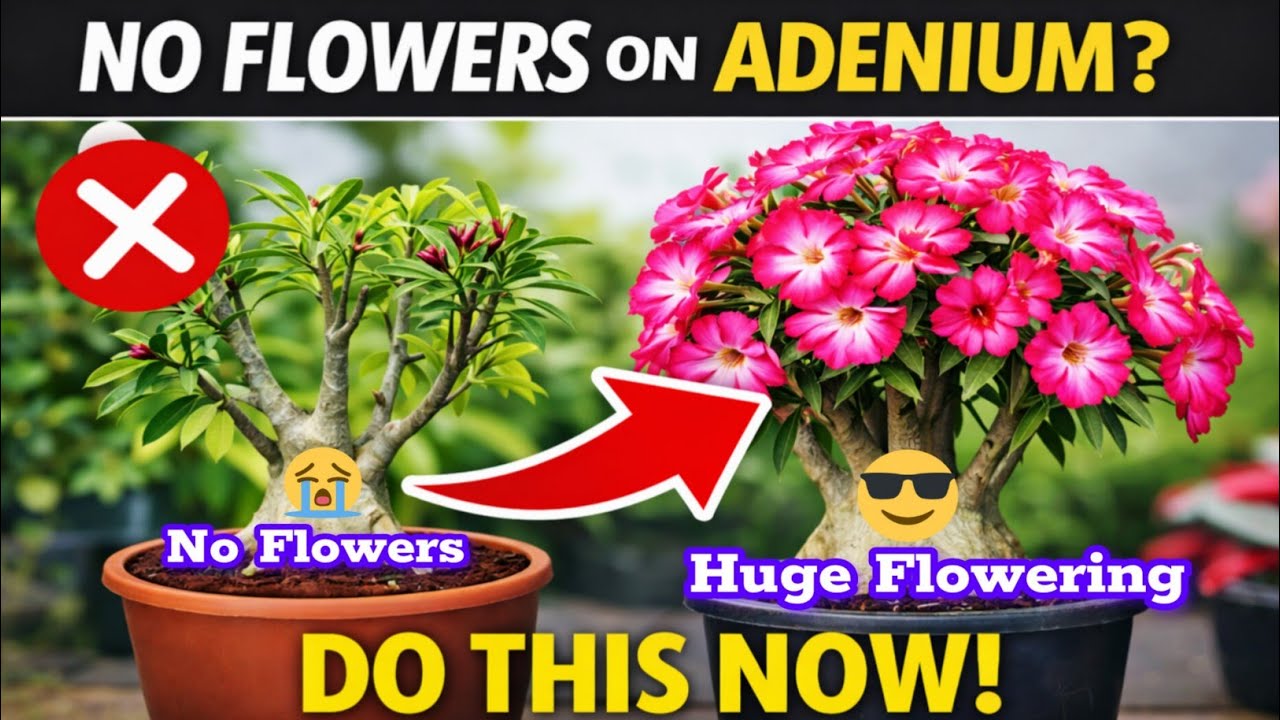 How To Get More Flowers In Adenium /Adenium Fertilizer #adeniumfertilizer #adeniumflowering