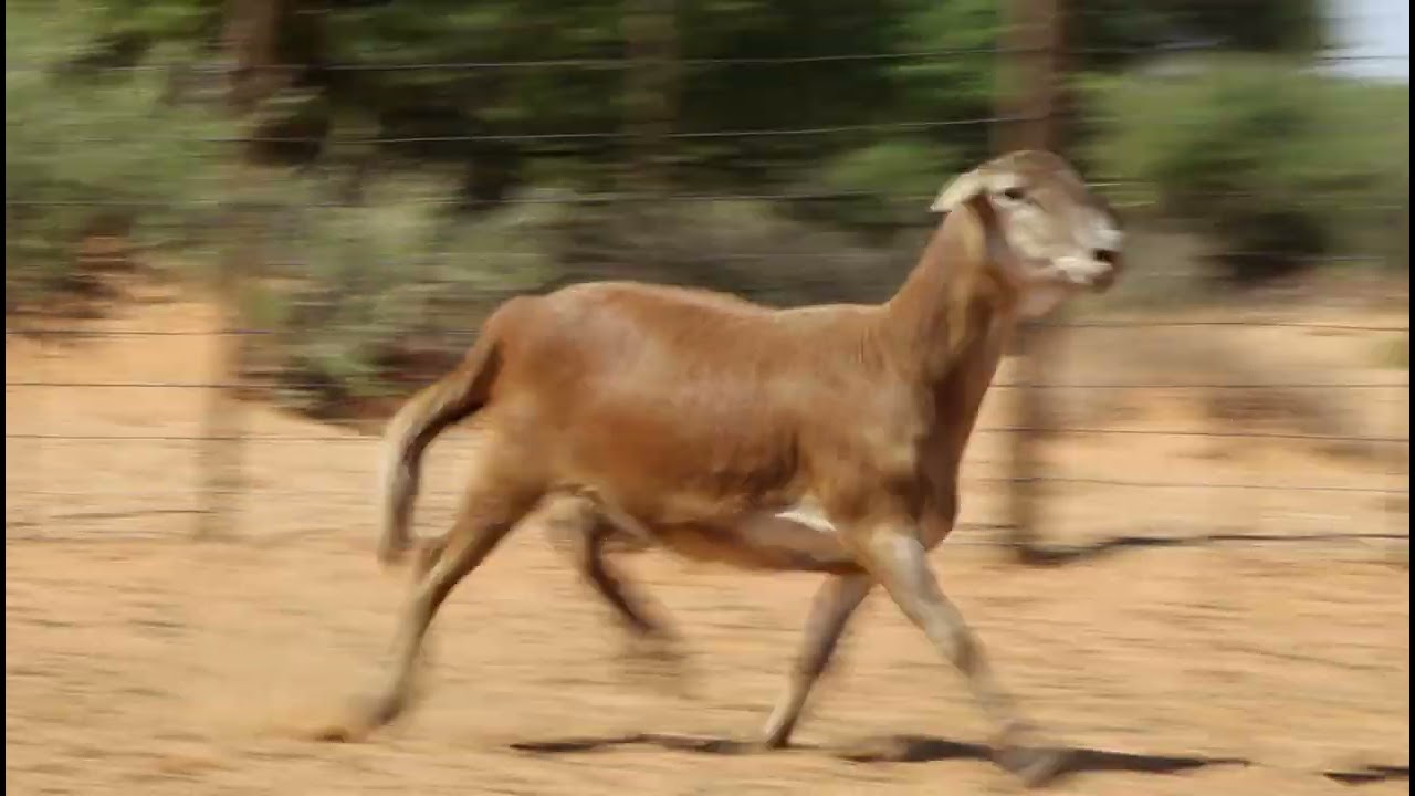 Lot 109KLAARGOUD BOERDERY - Lot: 109 Ooi {10JAAR}(2 Mei 2024 Upington Skougronde)