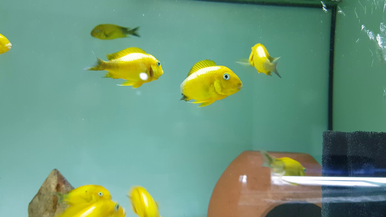Kriza gold &uuml;retim