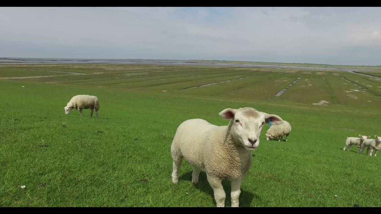 St. Peter Ording Westerhever Eiderstedt Urlaub Mai 2016 Impressionen 4K