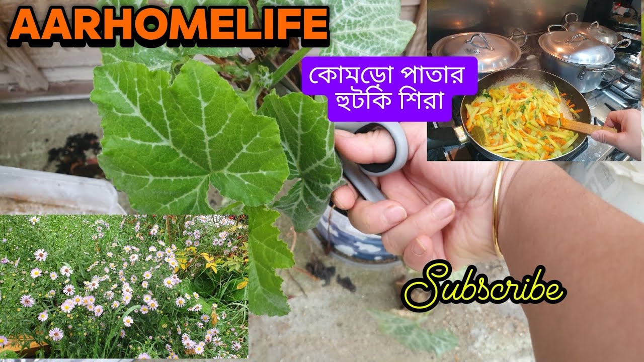  গার্ডেন থেকে কোমড়া পাতা তুলে হুটকি শিরা,মাংস ভূনা,আলুগাজরের ভাজি রান্না করলাম।।@AARHOMELIFE 