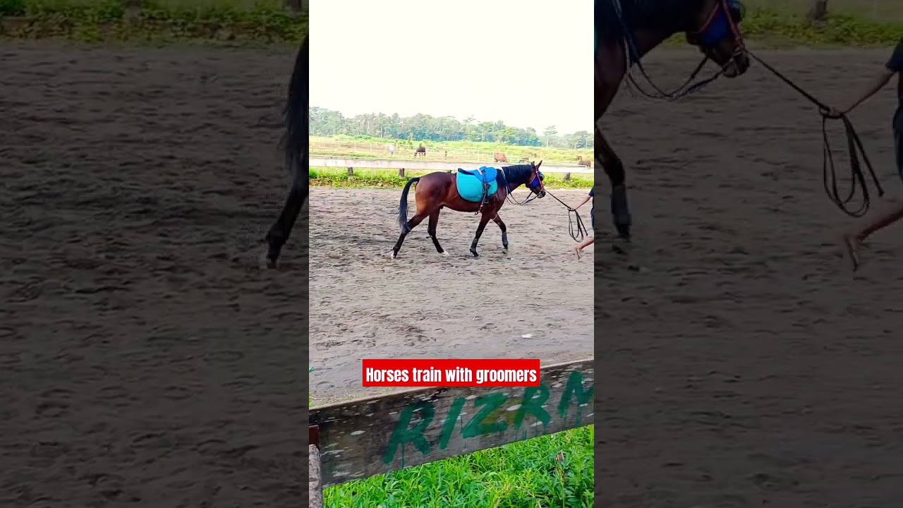 Horses train with groomers #shorts #horsewalking #horse #racehorse #horseriding #horseracing #horses