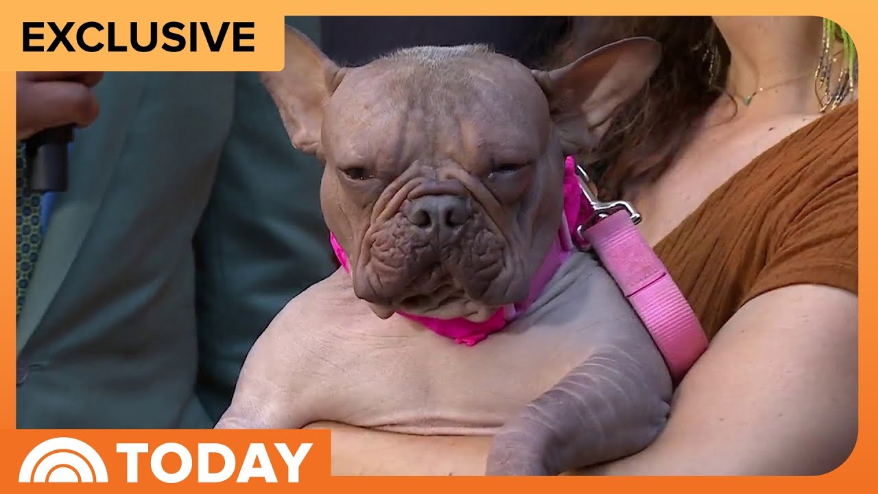 Meet Petunia, the Winner of the World’s Ugliest Dog Contest