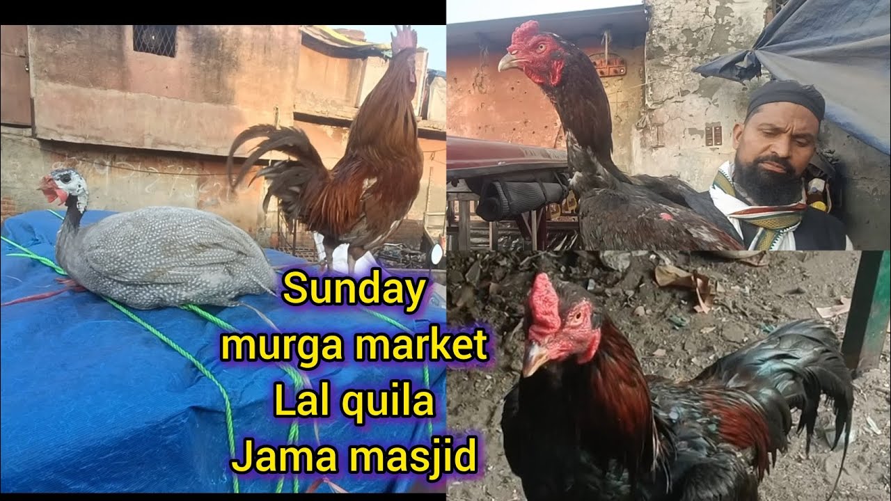 Sunday murga market || lal quila || jama masjid 