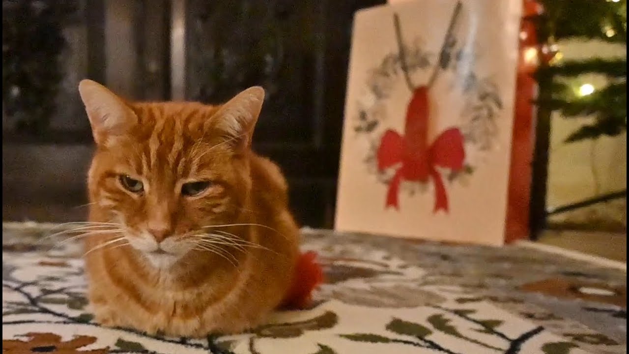 Danny listening to carols at home for Christmas #orangecat #gingercat #christmascats