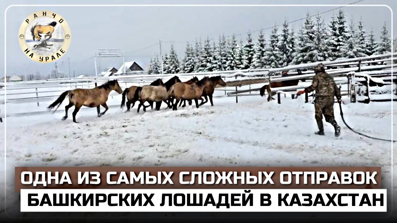 С большими проблемами отправили Башкирских лошадей в Казахстан | Отняли жеребят от матерей