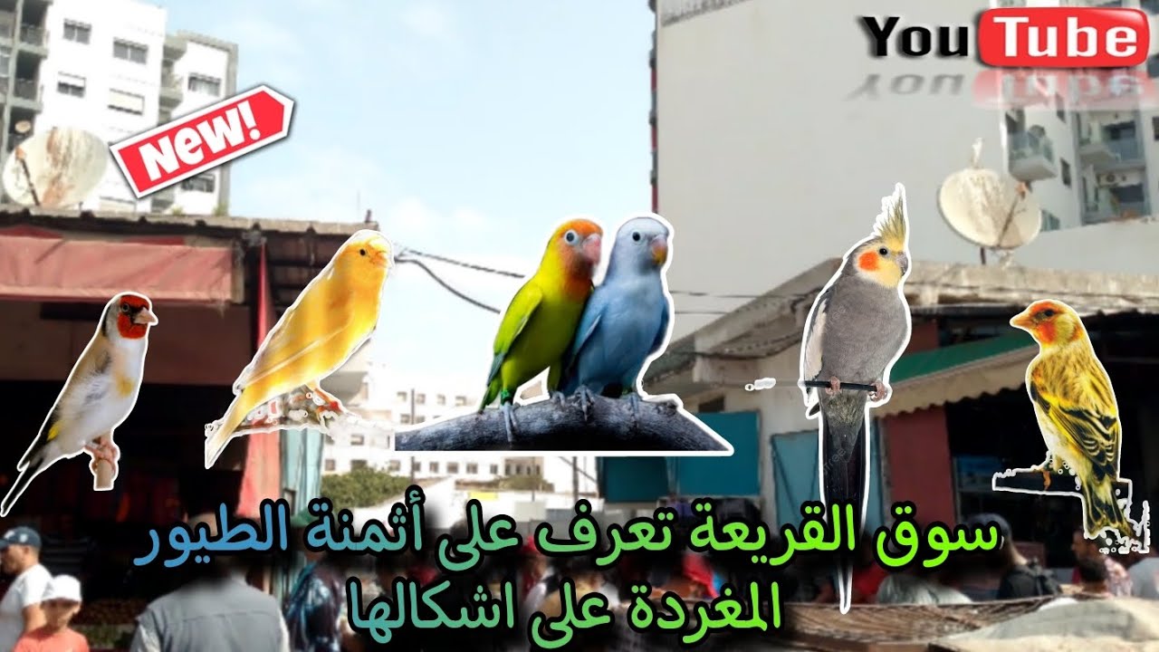 سوق القريعة يوم الأحد 11/8/2024 تعرف على أثمنة 🔥 الطيور على اشكالها والله يدير الخير لجميع